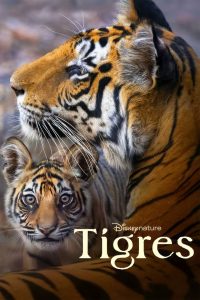 Tigre